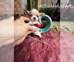 Small #1 Chihuahua