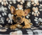 Small Photo #4 French Bulldog Puppy For Sale in CHRISTIANA, PA, USA