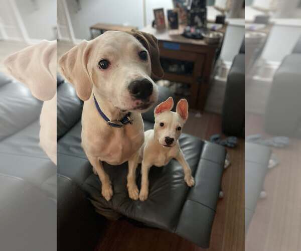 Medium Photo #5 American Staffordshire Terrier-Unknown Mix Puppy For Sale in Shermans Dale, PA, USA