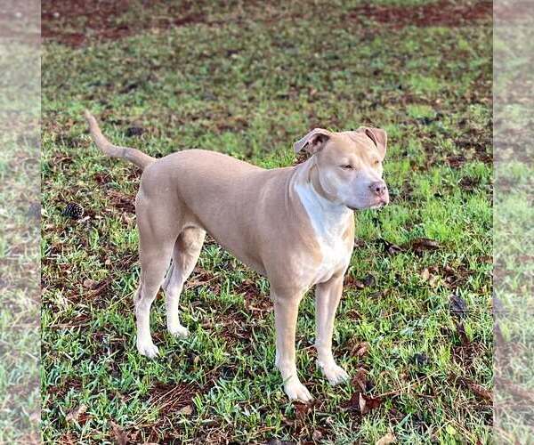 Medium Photo #3 American Pit Bull Terrier Puppy For Sale in Oakhurst, NJ, USA