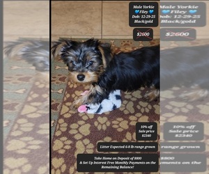 Yorkshire Terrier Puppy for sale in TUCSON, AZ, USA