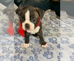 Small Photo #1 Faux Frenchbo Bulldog Puppy For Sale in FT MYERS, FL, USA