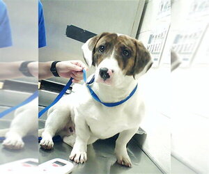 Basset Hound-Unknown Mix Dogs for adoption in Fayetteville, NC, USA
