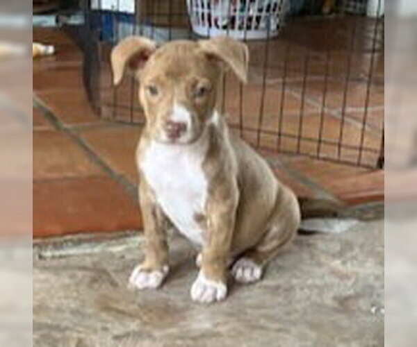 Medium Photo #1 Labrador Retriever-Staffordshire Bull Terrier Mix Puppy For Sale in Lakewood, CO, USA