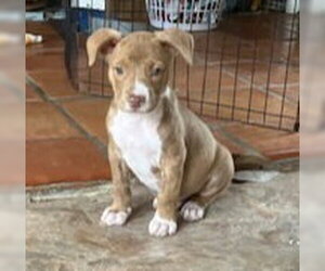 Labrador Retriever-Staffordshire Bull Terrier Mix Dogs for adoption in Lakewood, CO, USA