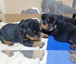 Small Photo #9 Rottweiler Puppy For Sale in ROCKFORD, MI, USA