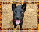 Small #1 Australian Kelpie