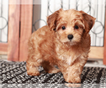 Small #1 YorkiePoo