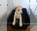 Small #2 Anatolian Shepherd-Siberian Husky Mix