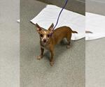 *JACK - Male Chihuahua-Unknown Mix Dog for Adoption - Small photo