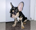 Small #6 French Bulldog