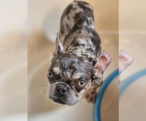 Wyatt (Special Needs) - Male French Bulldog Dog for Adoption - Photo #4