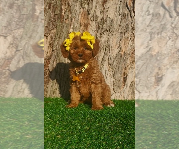 Medium Photo #1 Goldendoodle (Miniature) Puppy For Sale in INDIANAPOLIS, IN, USA