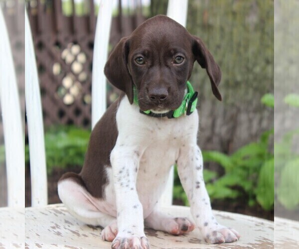 Medium Photo #10 German Shorthaired Pointer Puppy For Sale in NARVON, PA, USA