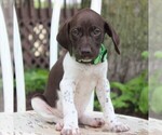 Small Photo #10 German Shorthaired Pointer Puppy For Sale in NARVON, PA, USA