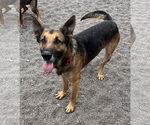 Small #2 German Shepherd Dog Mix