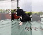 Small #1 Boston Terrier