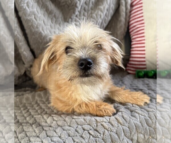 Medium Photo #5 Morkie Puppy For Sale in WILLIAMSBURG, IN, USA