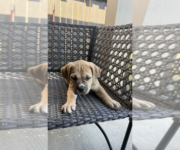 Medium Photo #5 Cane Corso-Mastiff Mix Puppy For Sale in NEW CANEY, TX, USA