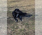 Small #9 Borador