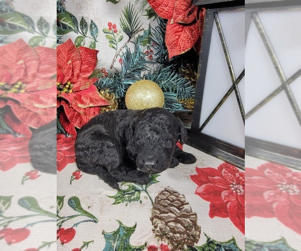 Medium Photo #2 Poodle (Toy) Puppy For Sale in BLACK FOREST, CO, USA