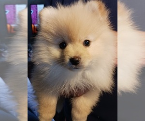 Pomeranian Puppy for sale in HANNIBAL, NY, USA
