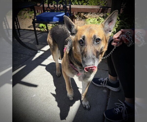 Medium Photo #1 German Shepherd Dog Puppy For Sale in Alameda, CA, USA