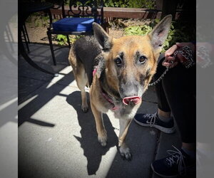 German Shepherd Dog Dogs for adoption in Alameda, CA, USA