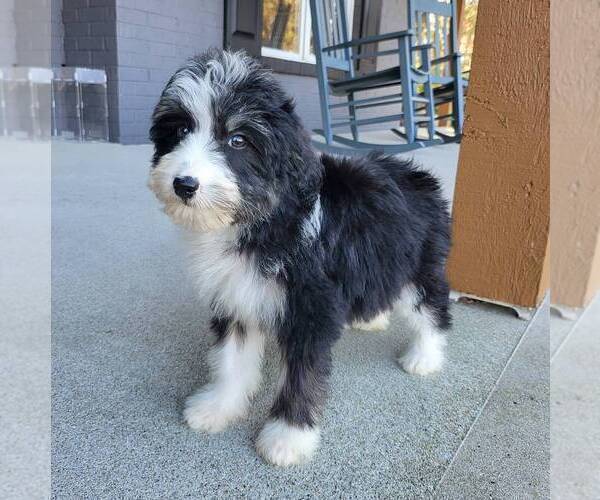 Medium Photo #5 Bernedoodle (Miniature) Puppy For Sale in FRANKLIN, IN, USA
