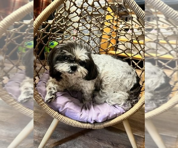 Medium Photo #2 Shih Tzu Puppy For Sale in Candler, NC, USA