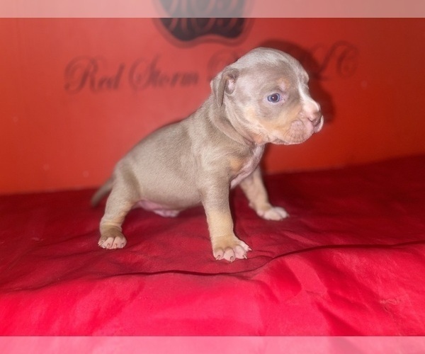 Medium Photo #1 American Bully Puppy For Sale in TRENTON, NJ, USA