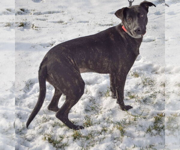 Medium Photo #2 German Shepherd Dog-Unknown Mix Puppy For Sale in Huntley, IL, USA