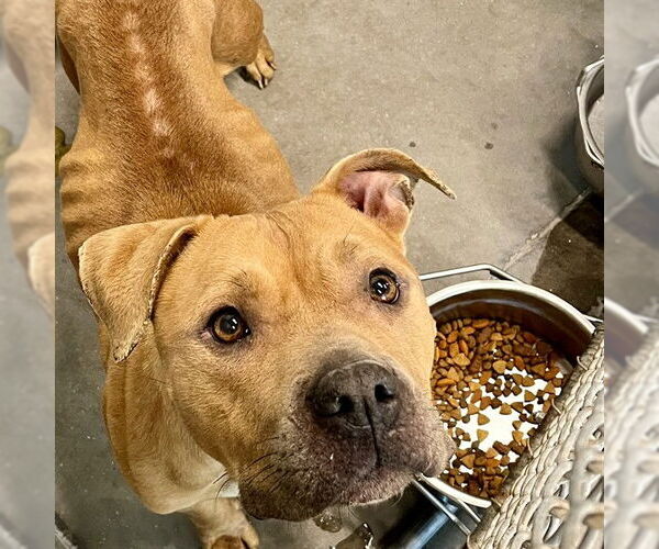 Medium Photo #1 Staffordshire Bull Terrier-Unknown Mix Puppy For Sale in Tavares, FL, USA