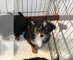 Puppy Basil Miniature Australian Shepherd