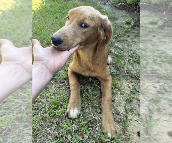 Medium Photo #3 Flat Coated Retriever-Golden Retriever Mix Puppy For Sale in EVA, AL, USA