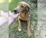 Small #2 Flat Coated Retriever-Golden Retriever Mix