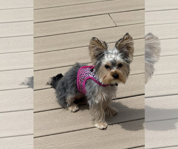 Medium Photo #1 Mutt Puppy For Sale in Allentown,, PA, USA