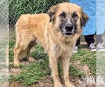 Small #2 Anatolian Shepherd Mix