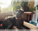 Small #3 Great Dane