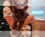 Small Photo #7 French Bulldog Puppy For Sale in BAYVILLE, NJ, USA