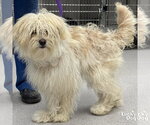 Small Shih Tzu Mix