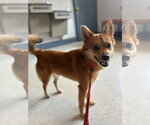 Ricky Ricardo - Male Chiranian Dog for Adoption - Small photo