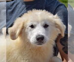Small #4 Great Pyrenees
