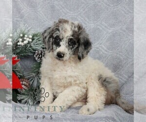 Poodle (Standard) Puppy for sale in LANCASTER, PA, USA