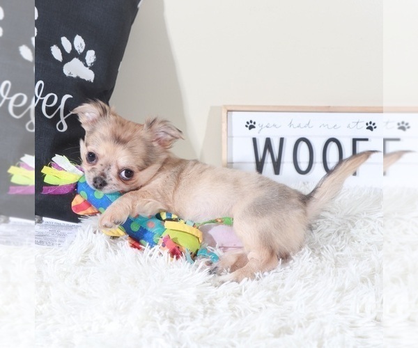 Medium Photo #2 Chihuahua Puppy For Sale in MOUNT VERNON, OH, USA