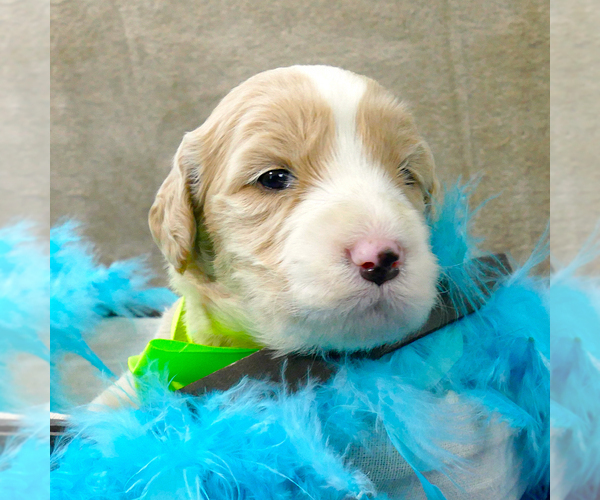 Medium Photo #3 Goldendoodle Puppy For Sale in ROY, UT, USA