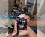Small Photo #24 French Bulldog Puppy For Sale in FONTANA, CA, USA