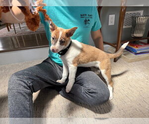 Mutt Dogs for adoption in Oakhurst, NJ, USA