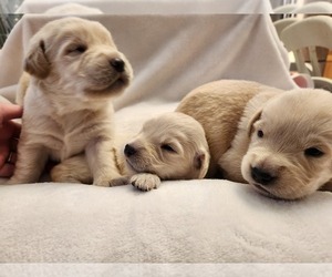 Golden Labrador Puppy for sale in PARKER, CO, USA