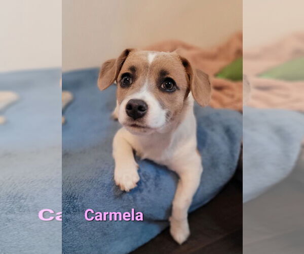 Medium Photo #3 Chiweenie Puppy For Sale in Des Moines, IA, USA